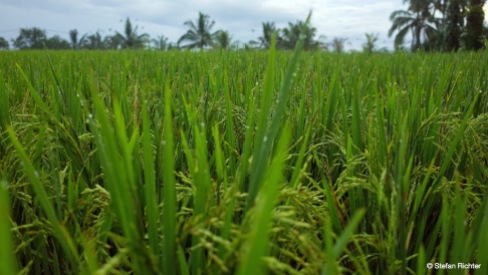 Der Reis steht kurz vor der Ernte.